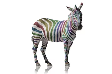 Foto auf Acrylglas Zebra Regenbogen Zebra