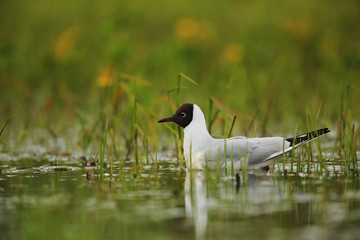 Black headed Gull on lake