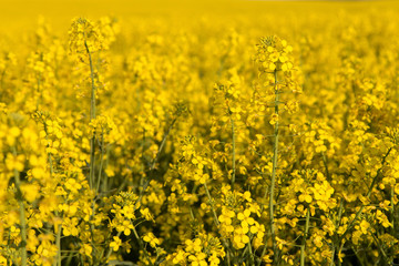 Obraz premium Rapeseed flower close-up. Selective focus