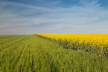 Rapeseed field