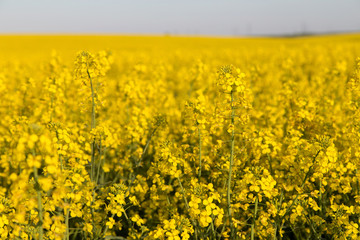 Obraz premium Rapeseed flower close-up. Selective focus