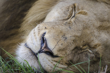 Lion (Panthera leo). Mpumlanga. South Africa