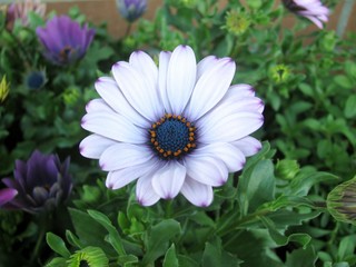 Obraz premium White and purple African daisy flowers in the garden