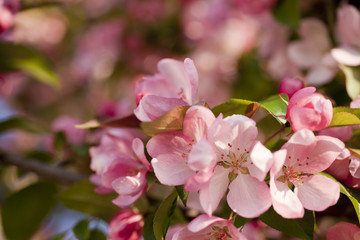 Fototapeta na wymiar spring blossom background