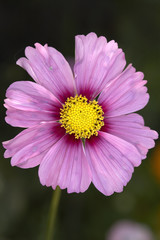 Obraz premium Pink cosmos flower