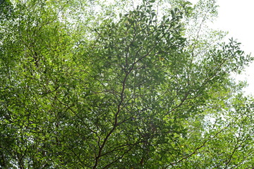 Fototapeta premium Under the shade of refreshing wood