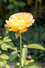 pink and yellow roses in the garden