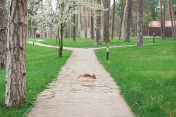 Red squirrel jumping over the sidewalk in the park