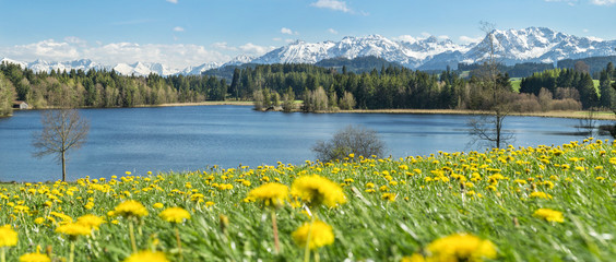 Beautiful flower meadow at alpine lake and snow covered mountains.