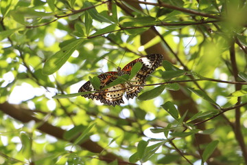 Beautiful butterfly on the tree