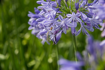 Agaphanthus umbellatus