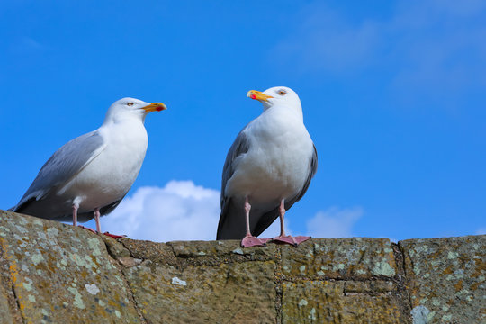 Seagulls sitting on the tower of an ancient castle