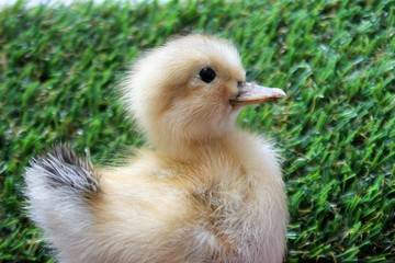 duckling chick fluffy 