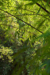 Fototapeta premium Lush green bamboo forest background with leaves and stalks