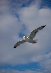 Obraz premium Beautiful Seagull flying