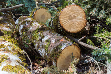 Logs of birch tree covered in moss and some coniferous needles and branches