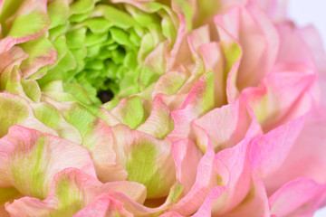Ranunculus close up