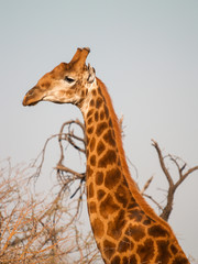 Head of hauty griaffe against blue sky in South Africa.