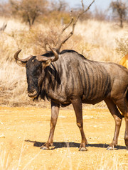 Wildebeest standing in South African landscape