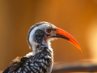 Portrait of red billed hornbill bird in South Africa.