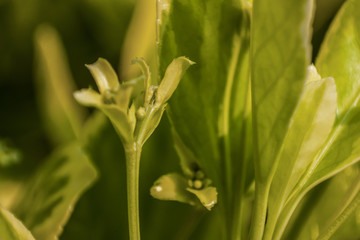 Birth of a sprout