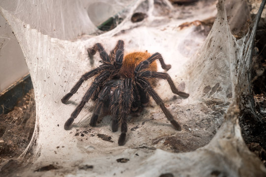 giant tarantula in its natural environment