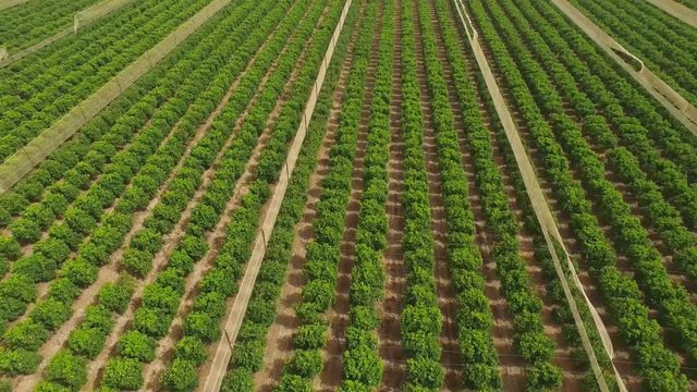Large plantation of citrus trees - Aerial view