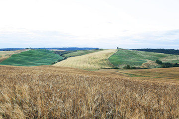 Obraz premium agricultural field of wheat