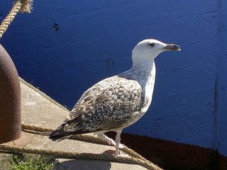 Möwe, gull, bird, Meer, ocean