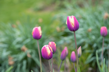Colorful flowers blooming in spring season