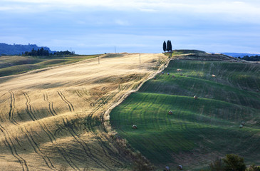 agricultural field of wheat