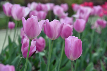 Obraz na płótnie Canvas Tulipes violettes au printemps au jardin
