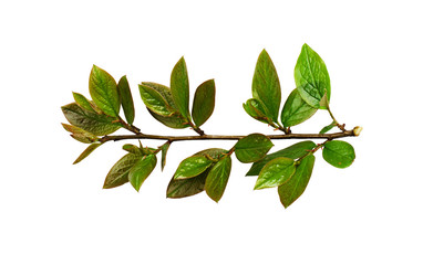 Fresh spring green leaves