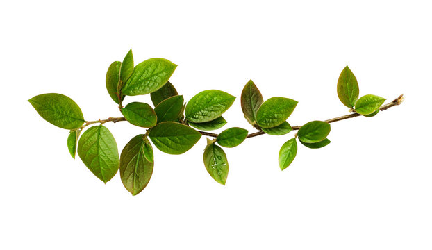 Fresh green leaves on branch