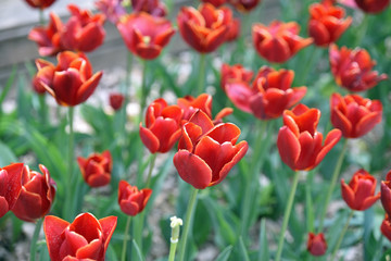 Tulipes rouge feu au printemps au jardin