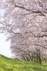 Fototapeta premium 桜並木
