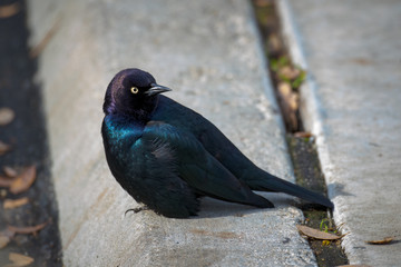 Great-tailed Grackle Observes