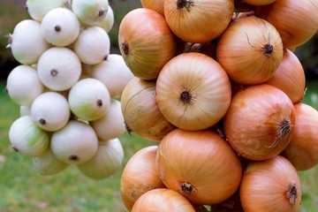 Fresh onions. Onion harvest collection.