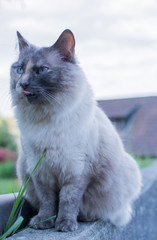 Schöne alte Katze mit blauen Augen spielt im Garten im Frühjahr