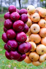 Fresh onions. Onion harvest collection.