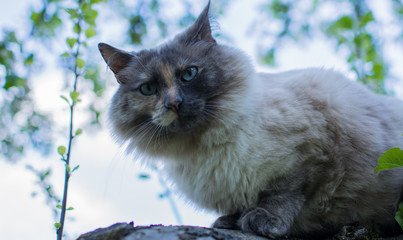 Schöne alte Katze mit blauen Augen spielt im Garten im Frühjahr