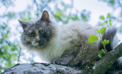 Schöne alte Katze mit blauen Augen spielt im Garten im Frühjahr