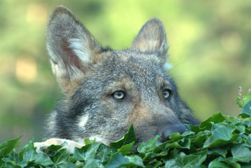 Fototapeta premium Wolf im Versteck