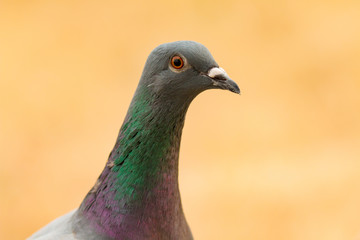 Portrait of a wild dove with beautiful feathers