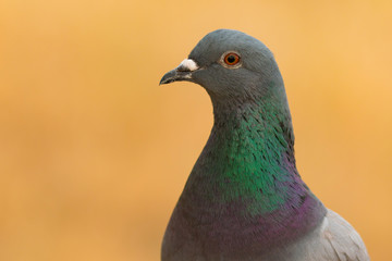 Portrait of a wild dove with beautiful feathers