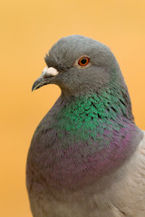 Portrait of a wild dove with beautiful feathers