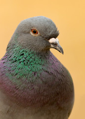 Portrait of a wild dove with beautiful feathers