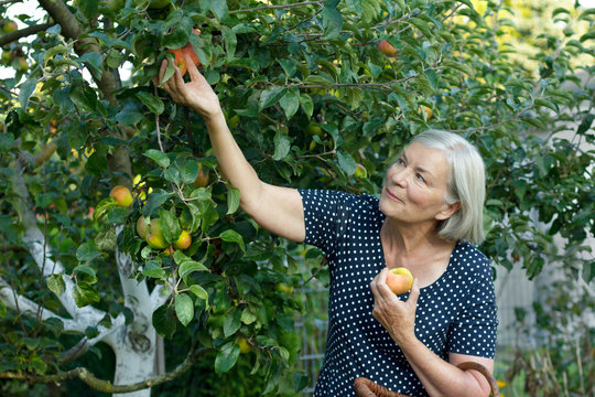 smiling woman picking apples garden