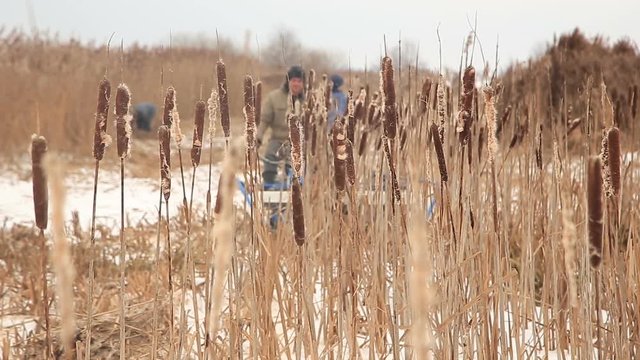 Harvesting reed in winter