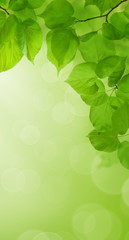 Fototapeta premium Spring Abstract Green Wallpaper Background